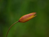 Tulipa sylvestris ssp australis 4, Saxifraga-Dirk Hilbers