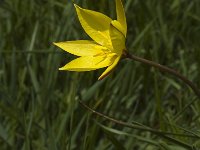 Tulipa sylvestris ssp australis 6, Saxifraga-Jan van der Straaten