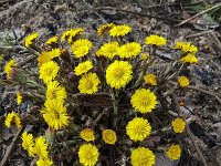 Clump of flowering Coltsfoot (Tussilago farfara)  Clump of flowering Coltsfoot (Tussilago farfara) : flora, floral, flower, flowers, many, natural, nature, no people, nobody, plant, spring, springtime, bloom, blooming, clump, Coltsfoot, flowering, in flower, outdoors, outside, plants, Tussilago farfara, yellow