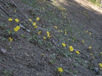 Tussilago farfara 68, Klein hoefblad, Saxifraga-Willem van Kruijsbergen