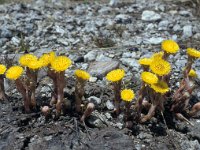 Tussilago farfara 72, Klein hoefblad, Saxifraga-Jan van der Straaten