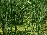 Typha angustifolia 1, Kleine lisdodde, Saxifraga-Dirk Hilbers