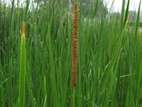 Typha angustifolia 2, Kleine lisdodde, Saxifraga-Rutger Barendse