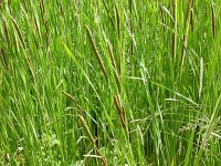 Typha angustifolia 3, Kleine lisdodde, Saxifraga-Peter Meininger