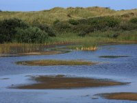 Typha angustifolia 4, Kleine lisdodde, Saxifraga-Hans Boll