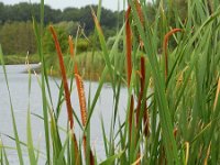 Typha angustifolia 5, Kleine lisdodde, Saxifraga-Ed Stikvoort