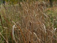 Typha angustifolia 6, Kleine lisdodde, Saxifraga-Rutger Barendse