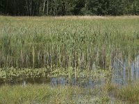 Typha angustifolia 7, Kleine lisdodde, Saxifraga-Willem van Kruijsbergen