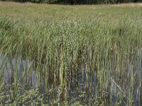 Typha angustifolia 8, Kleine lisdodde, Saxifraga-Willem van Kruijsbergen