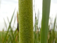 Typha latifolia 49, Grote lisdodde, Saxifraga-Ed Stikvoort