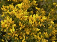 Ulex parviflorus 37, Saxifraga-Harry Jans