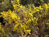 Ulex parviflorus 39, Saxifraga-Harry Jans