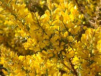 Ulex parviflorus 40, Saxifraga-Harry Jans