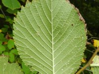 Ulmus glabra 2, Ruwe iep, Saxifraga-Rutger Barendse