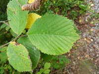 Ulmus glabra 3, Ruwe iep, Saxifraga-Rutger Barendse