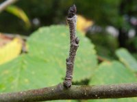 Ulmus glabra 4, Ruwe iep, Saxifraga-Rutger Barendse