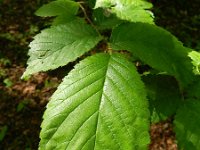 Ulmus glabra 5, Ruwe iep, Saxifraga-Rutger Barendse