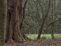 Ulmus laevis 4, Fladderiep, Saxifraga-Hans Dekker