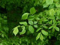 Ulmus laevis 1, Fladderiep, Saxifraga-Dirk Hilbers