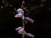 Umbilicus gaditanus 7, Saxifraga-Ed Stikvoort