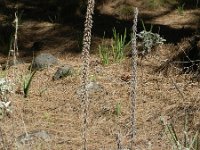 Umbilicus heylandianus 2, Saxifraga-Rutger Barendse