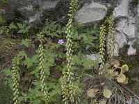 Umbilicus rupestris 38, Muurnavel, Saxifraga-Willem van Kruijsbergen