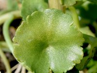 Umbilicus rupestris 40, Muurnavel, Saxifraga-Sonja Bouwman  1024. Muurnavel - Umbilicus rupestris - Crassulaceae familie (i)