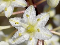 Urginea maritima 2, Saxifraga-Sonja Bouwman  Zee-ui - Drimia numidica - Asparagaceae familie; Skinaria, Keri (Zakynthos)