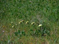 Urospermum dalechampii 17, Saxifraga-Ed Stikvoort