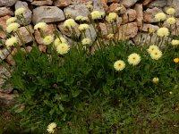 Urospermum dalechampii 19, Saxifraga-Peter Meininger