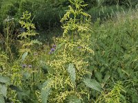 Flowering Common Nettle (Urtica dioica)  Flowering Common Nettle (Urtica dioica) : flora, floral, flower, flowers, common nettle, green, growth, natural, nature, nettle, plant, stinging, summer, summertime, Urtica dioica, vascular plant, no people, nobody, outdoors, outside, vascular