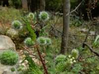 Urtica pilulifer 20, Bolletjesbrandnetel, Saxifraga-Ed Stikvoort : Melissani grot Drakopoulata - Sami Kefalonia s9900
