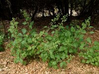 Urtica pilulifer 22, Bolletjesbrandnetel, Saxifraga-Ed Stikvoort : Melissani grot Drakopoulata - Sami Kefalonia s9900