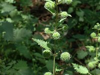 Urtica pilulifera 1, Saxifraga-Jan van der Straaten