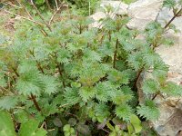 Urtica pilulifera 10, Saxifraga-Peter Meininger