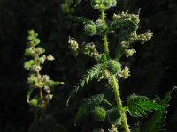 Urtica pilulifera 11, Saxifraga-Ed Stikvoort