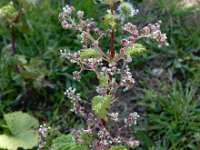 Urtica pilulifera 12, Saxifraga-Ed Stikvoort