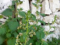 Urtica pilulifera 13, Saxifraga-Ed Stikvoort