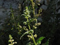 Urtica pilulifera 14, Saxifraga-Ed Stikvoort