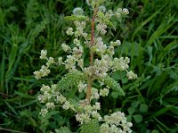 Urtica pilulifera 15, Saxifraga-Ed Stikvoort