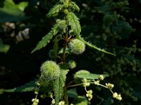 Urtica pilulifera 16, Saxifraga-Ed Stikvoort