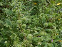 Urtica pilulifera 17, Saxifraga-Peter Meininger