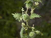 Urtica pilulifera 2, Saxifraga-Jan van der Straaten