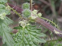 Urtica pilulifera 3, Saxifraga-Rutger Barendse