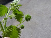 Urtica pilulifera 4, Saxifraga-Jasenka Topic