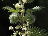 Urtica pilulifera 5, Saxifraga-Willem van Kruijsbergen