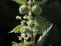 Urtica pilulifera 6, Saxifraga-Willem van Kruijsbergen