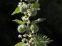 Urtica pilulifera 7, Saxifraga-Willem van Kruijsbergen