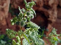 Urtica pilulifera 8, Saxifraga-Jeroen Willemsen