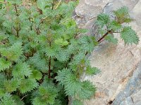 Urtica pilulifera 9, Saxifraga-Peter Meininger